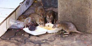 Ratten finden Futter