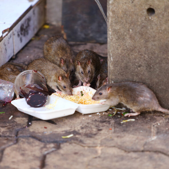 Ratten finden Futter
