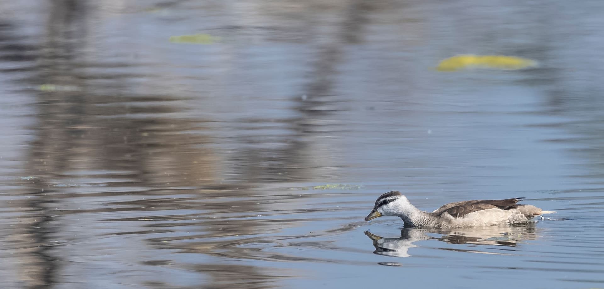 Baumwollzwerggans (Nettapus coromandelianus), die auf dem Wasser