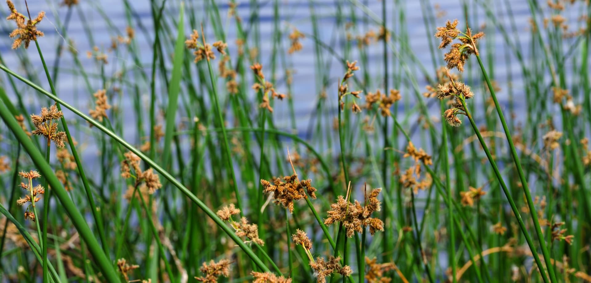 Blühendes Schilfrohr Scirpus lacustris am Flussufer