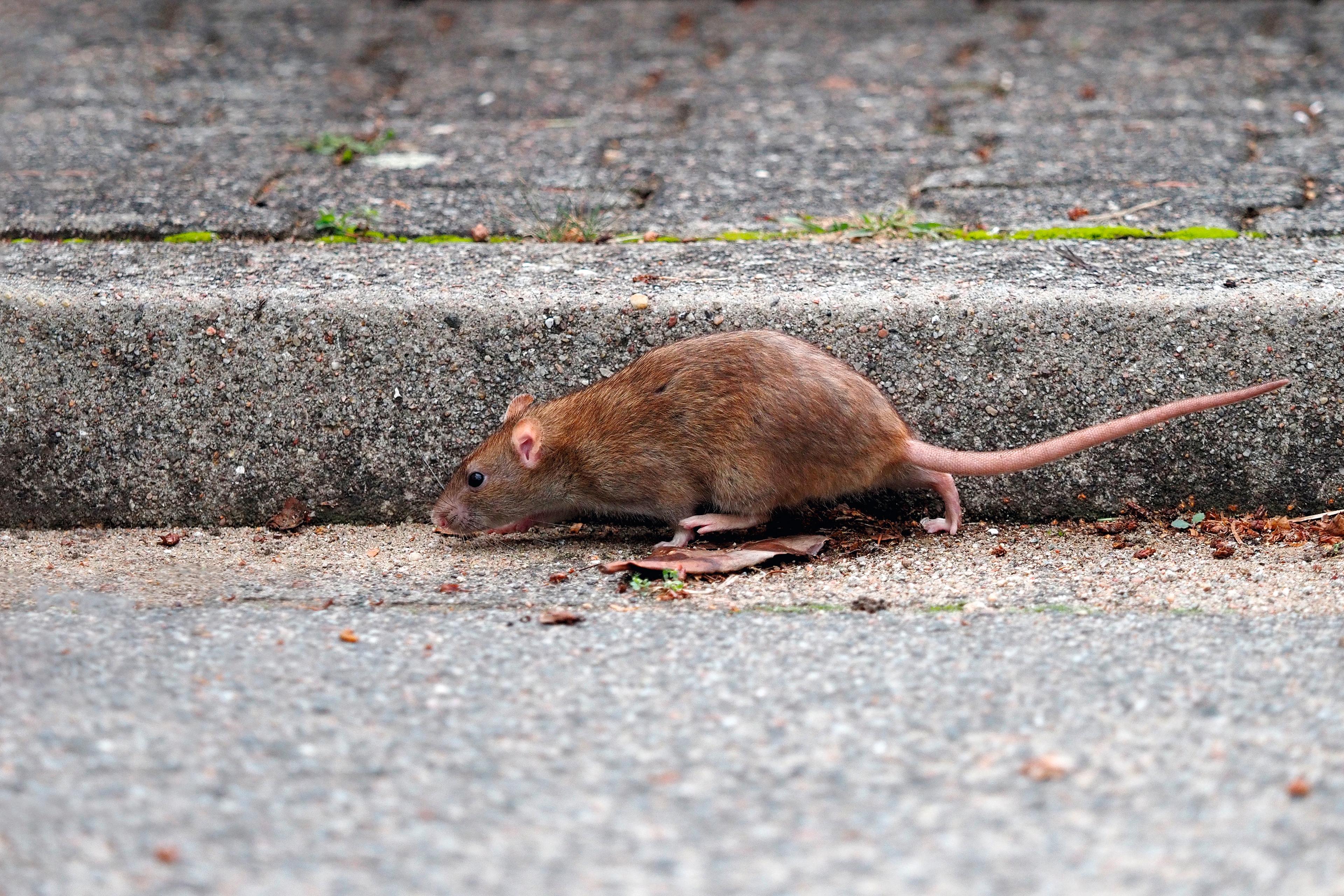 Ratte läuft auf einer Straße