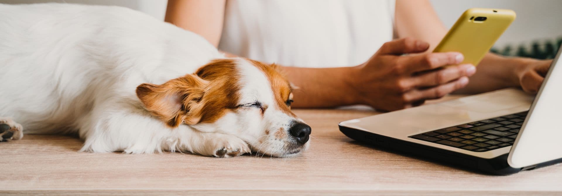Frau mit Handy und notebook, Hund schläft daneben