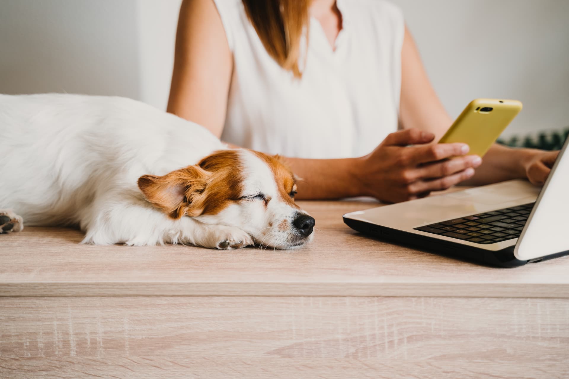 Frau mit Handy und notebook, Hund schläft daneben