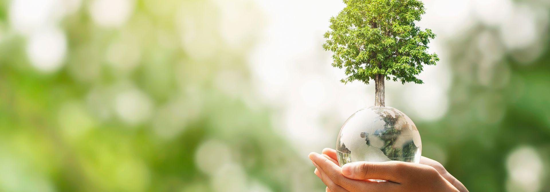 Baum mit Kugel in der Hand