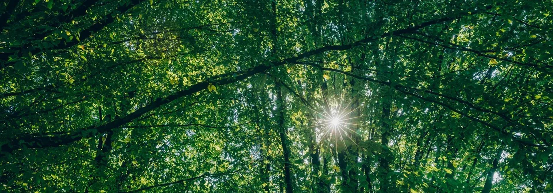 Grün Bäume Grün Bäume