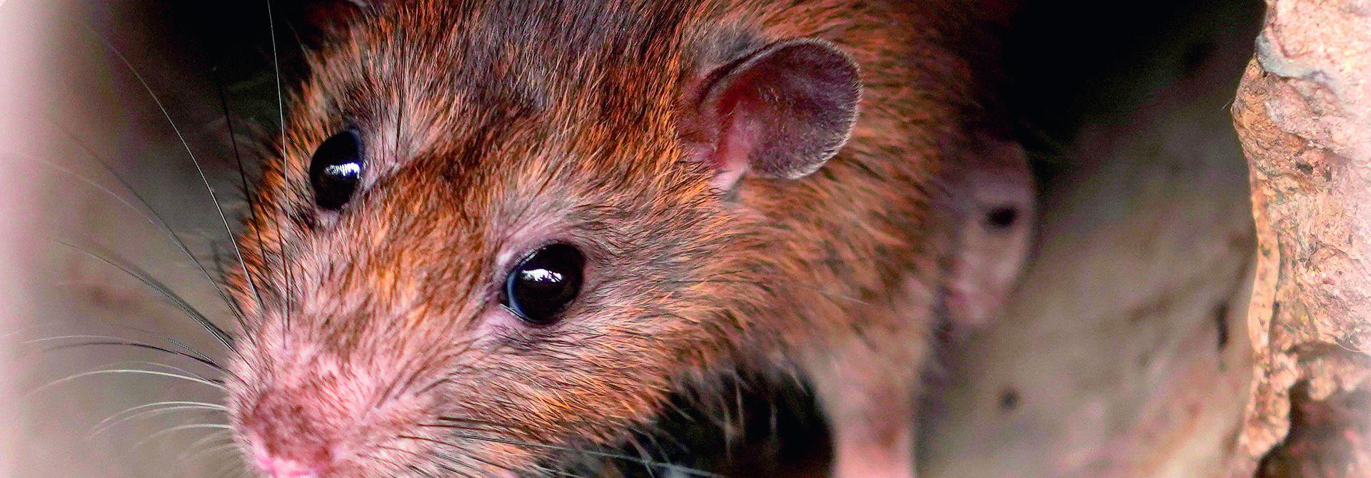 Rattenbefall Ratte