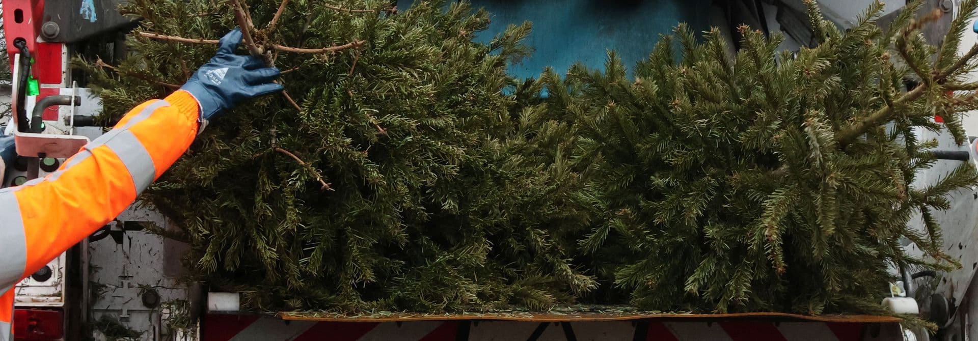 Weihnachtsbaumabfuhr zwei Weihnachtsbäume werden in ein Müllfahrzeug zur Entsorgung geworfen.