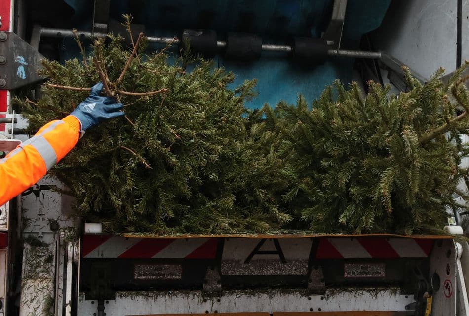 Weihnachtsbaumabfuhr zwei Weihnachtsbäume werden in ein Müllfahrzeug zur Entsorgung geworfen.