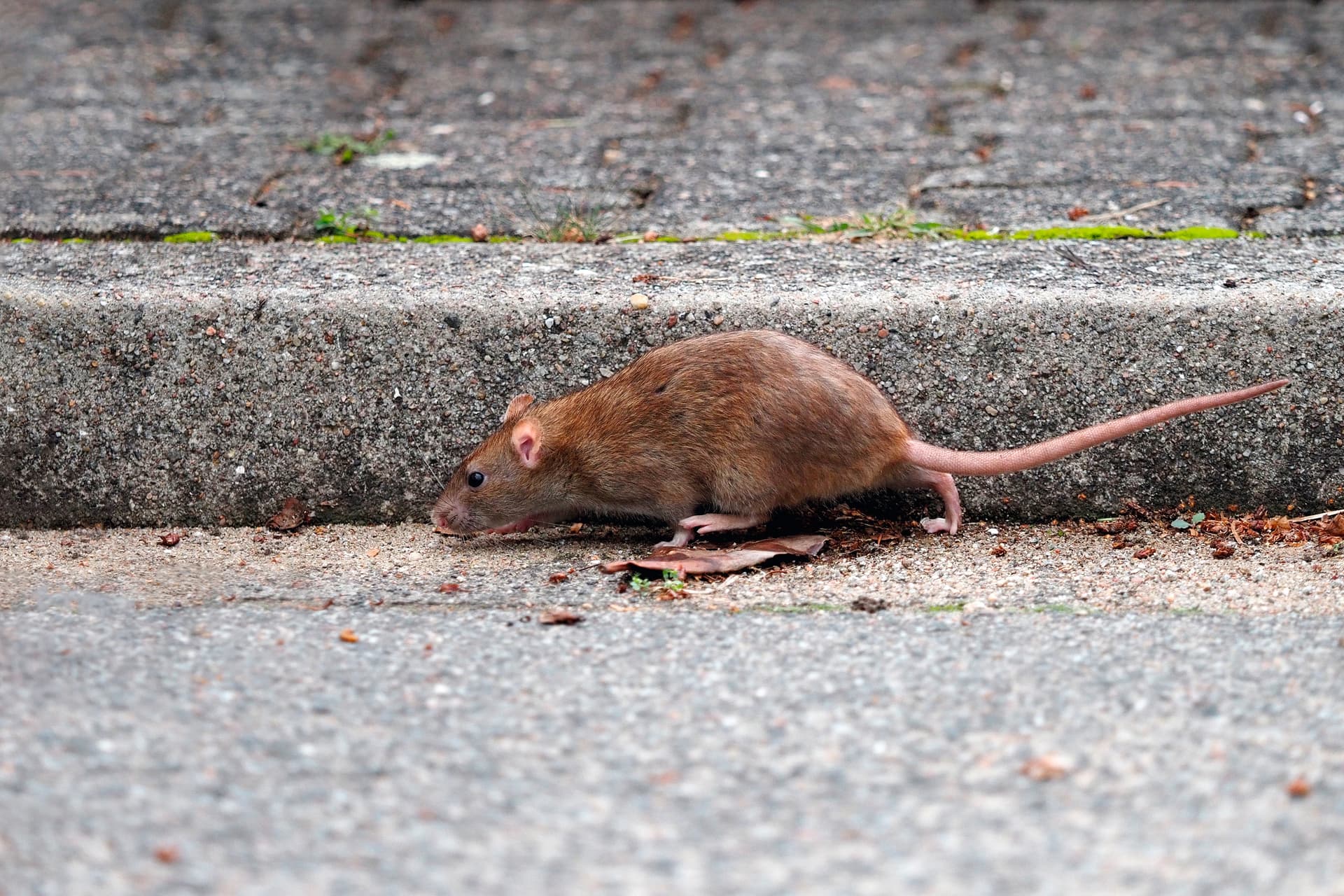 Ratte läuft auf einer Straße Ratte läuft auf einer Straße