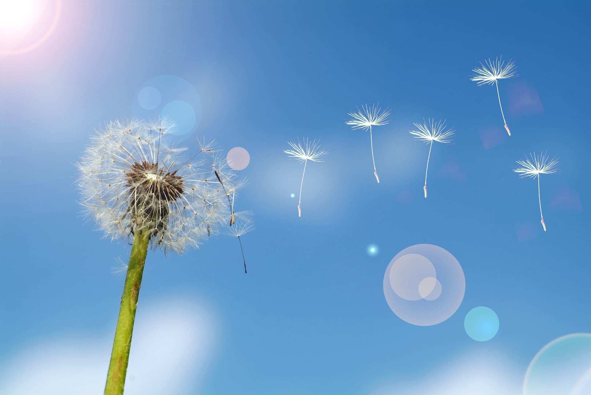 Pusteblume